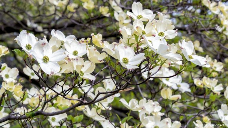 It’s dogwood season! Here’s a list of events to celebrate spring